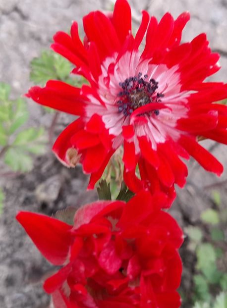  - 1 Bucurii nemuritoare 2023