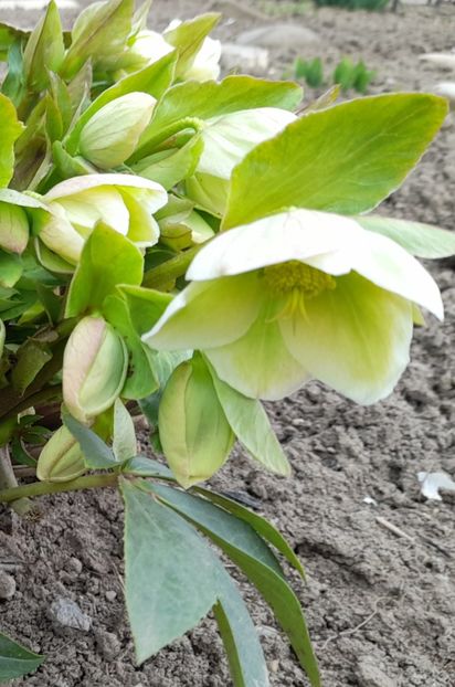  - 1 Bucurii nemuritoare 2023