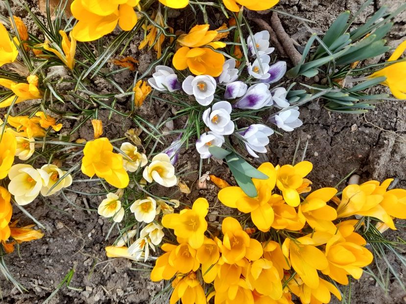  - 1 Bucurii nemuritoare 2023