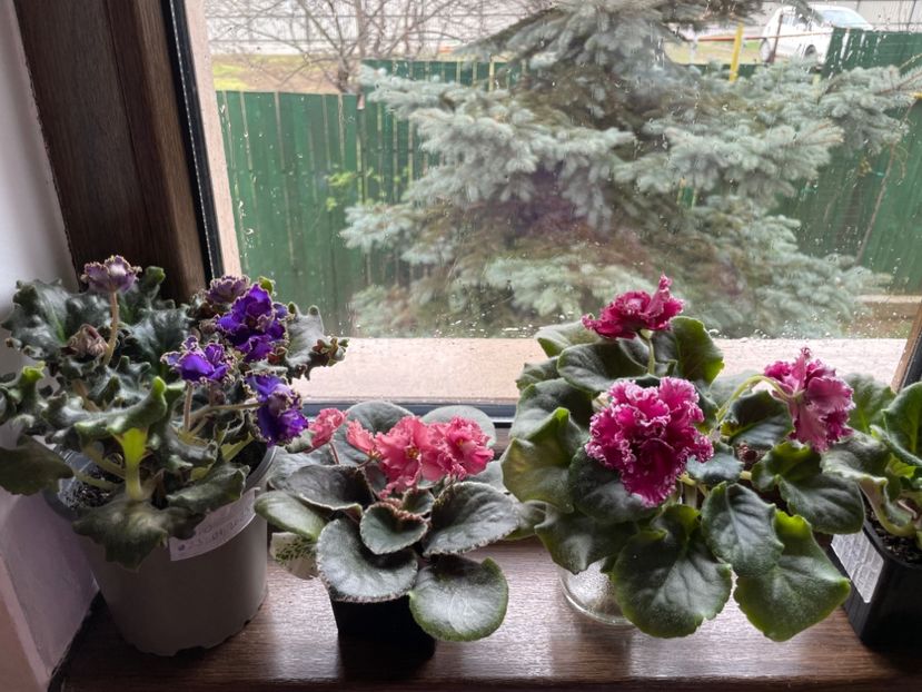 FD412971-7FE0-4332-A549-D671563277ED - 001 Violete 2023-2024