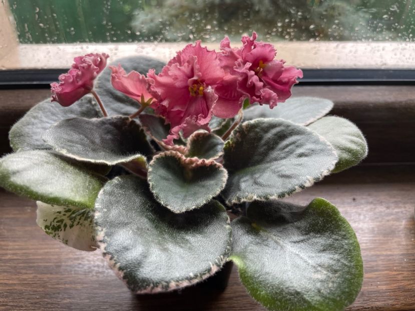 C1B09625-F4E2-40DD-A981-72F825214B6A - 001 Violete 2023-2024