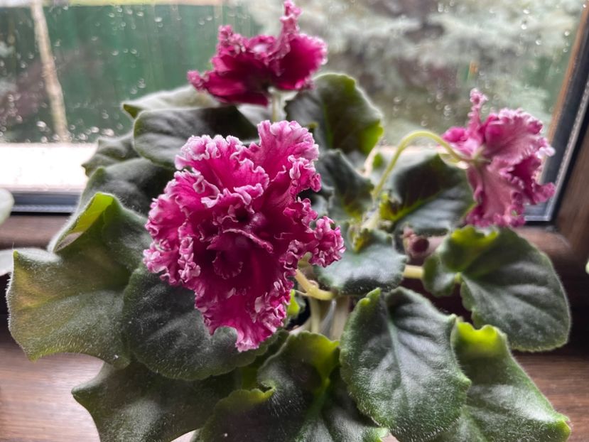 DC24387D-8F42-4695-92FB-FFE13AD3E184 - 001 Violete 2023-2024