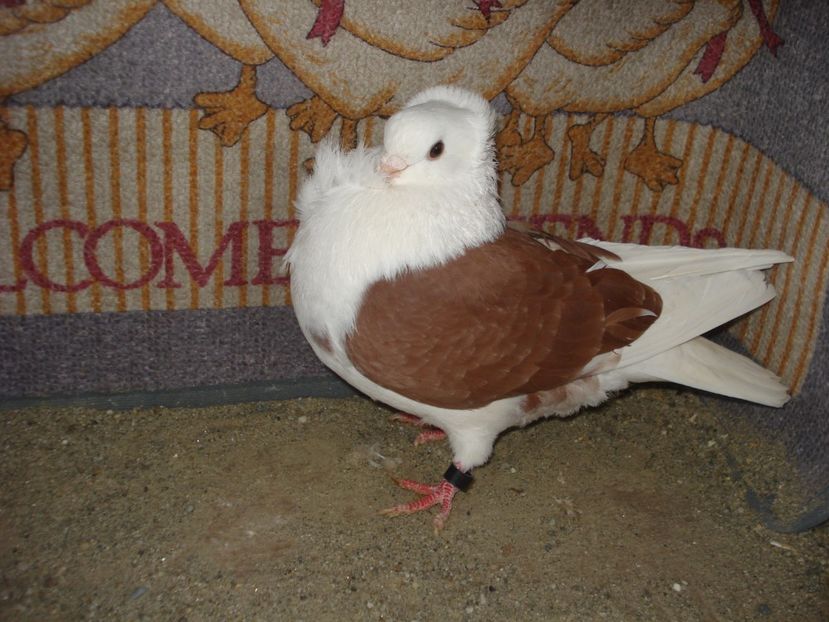 m 8527-22 - C galben si rosu