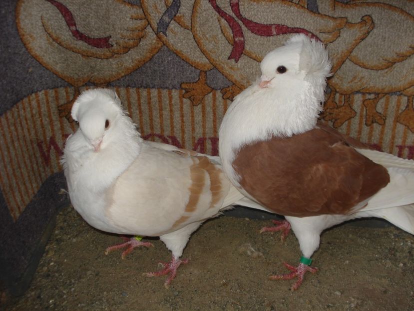 per 15 - C galben si rosu