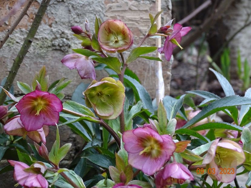 Dacaya - Helleborus 2023