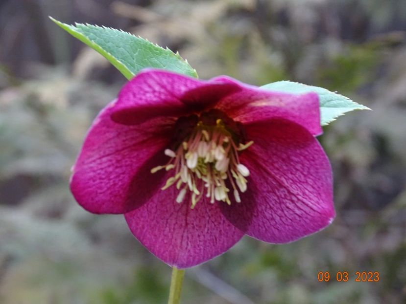 Red Lady - Helleborus 2023