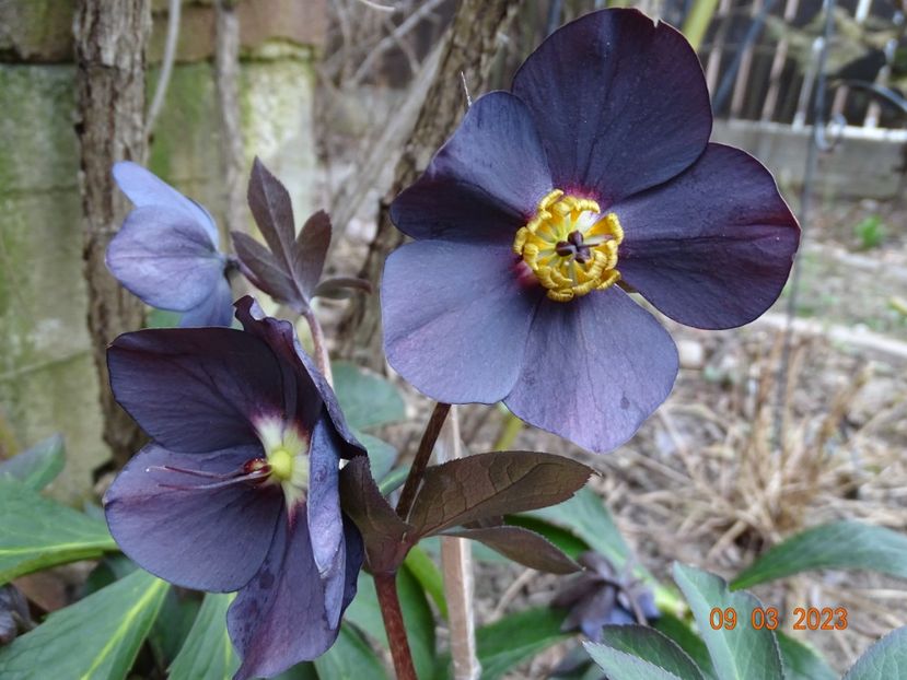 Black Diamond - Helleborus 2023