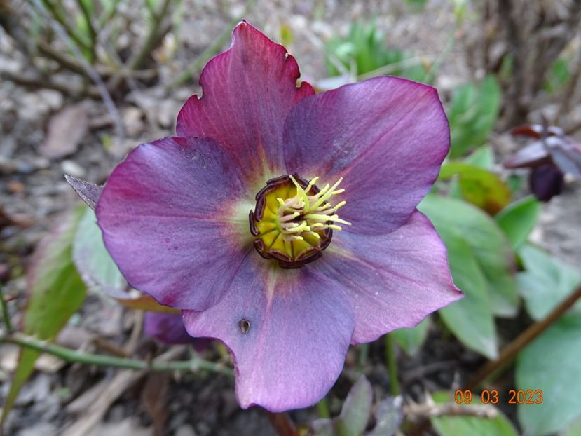 seedling - Helleborus 2023