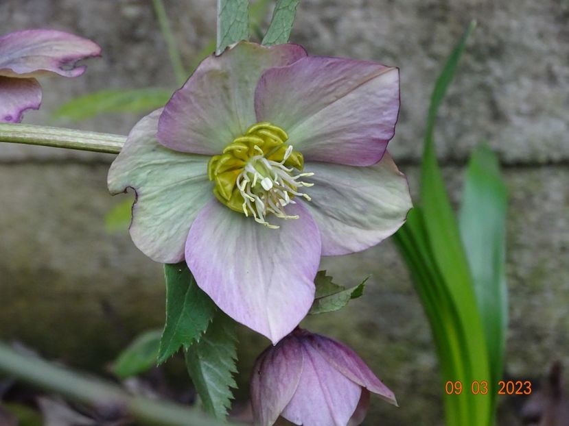 seedling - Helleborus 2023