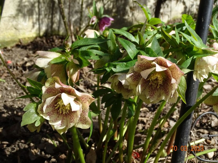 Double White Spotted - Helleborus 2023