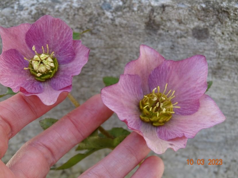 seedling - Helleborus 2023