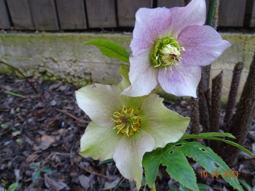 seedling - Helleborus 2023