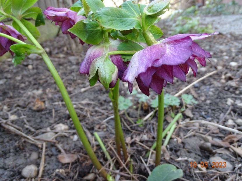 Double Ellen Picotee - Helleborus 2023