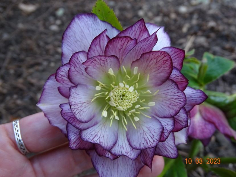 Double Ellen Picotee - Helleborus 2023
