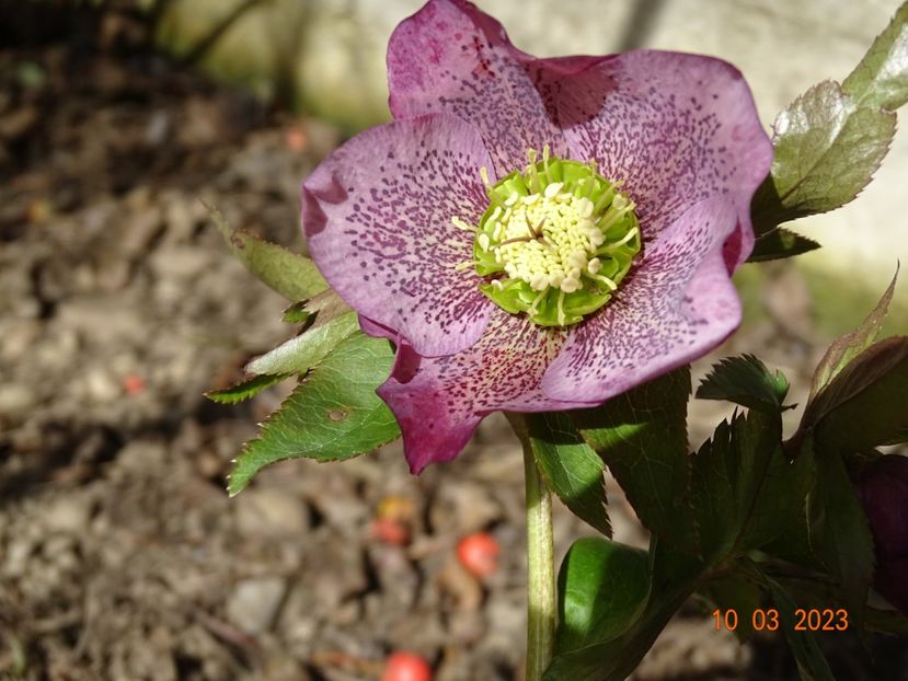 Montsegur - Helleborus 2023
