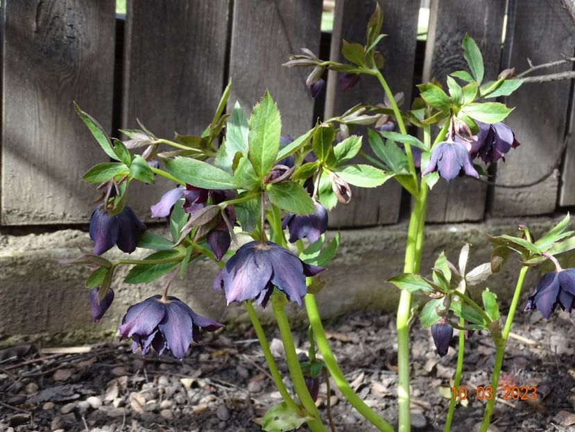 Double Ellen Purple - Helleborus 2023
