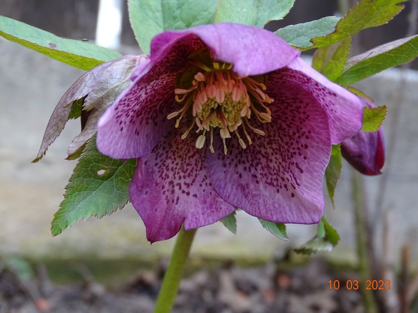 Montsegur - Helleborus 2023