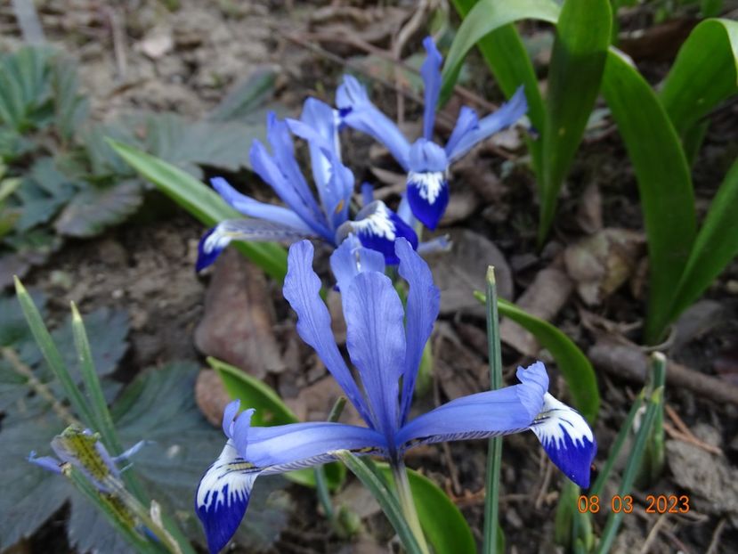 Clairette - Irisi 2023