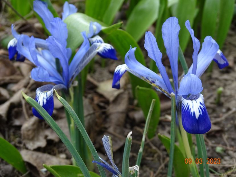 Clairette - Irisi 2023