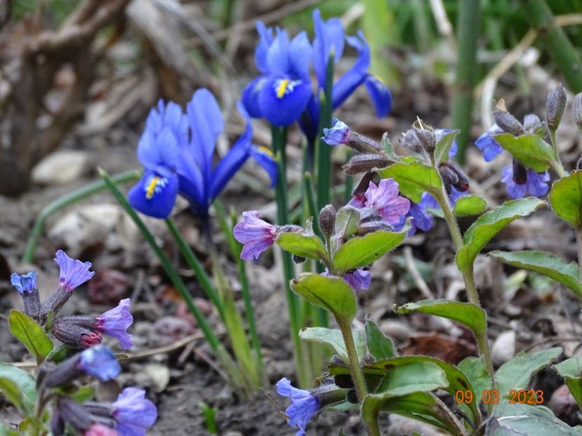 Harmony - Irisi 2023