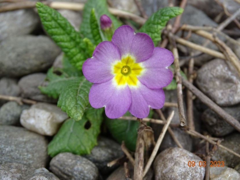 seedling - Primule 2023