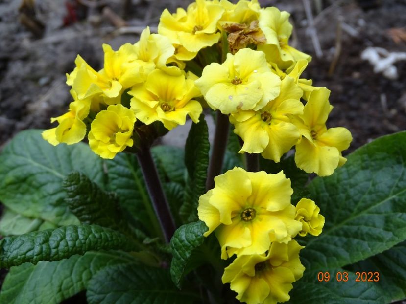 primula elatior - Primule 2023