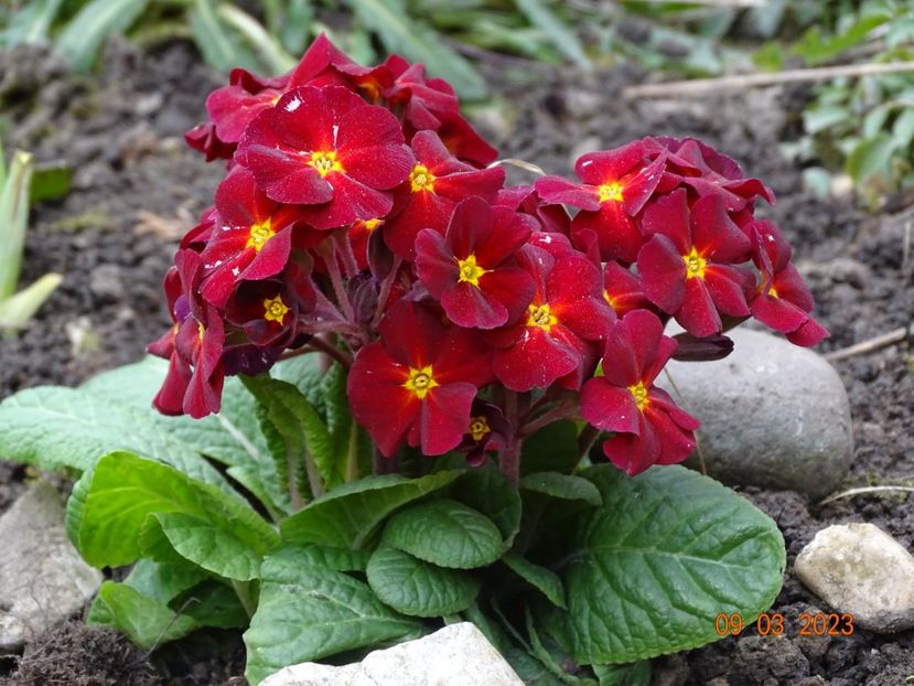 primula elatior - Primule 2023
