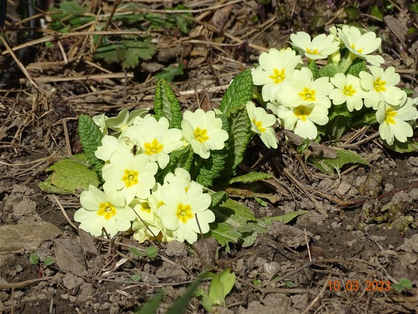 primula vulgaris - Primule 2023