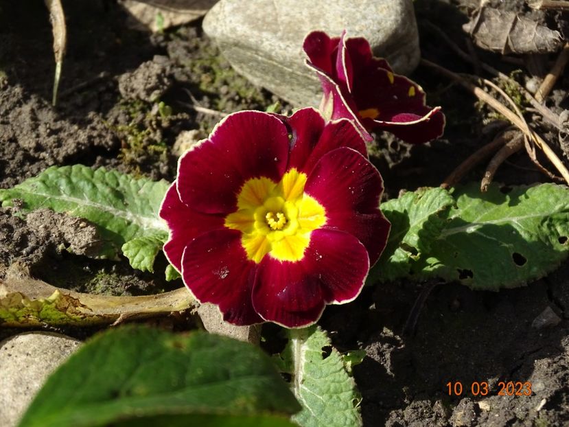 primula acaulis - Primule 2023
