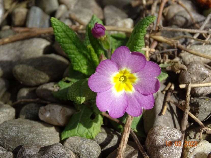 seedling - Primule 2023