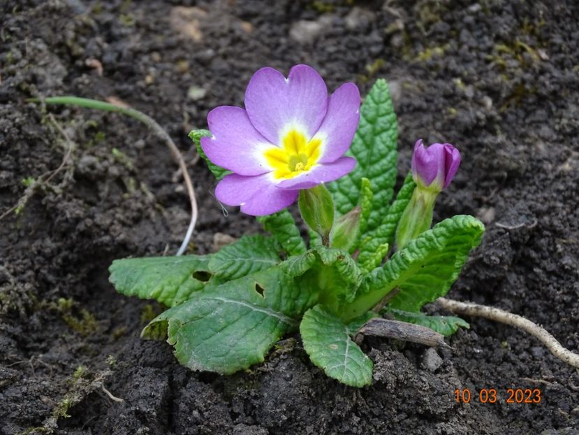 seedling - Primule 2023