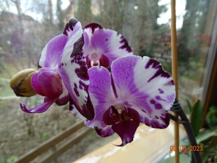  - Orhidee