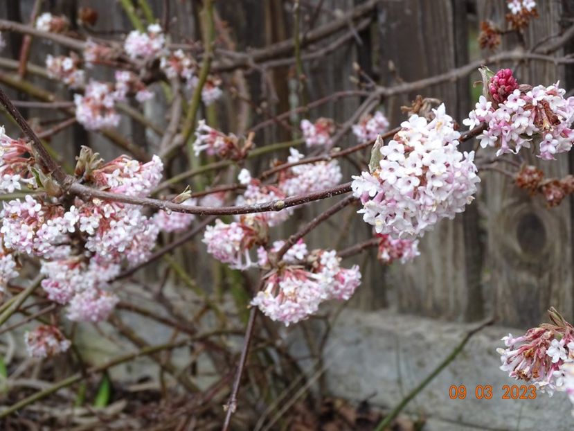  - Copacei si arbusti 2023