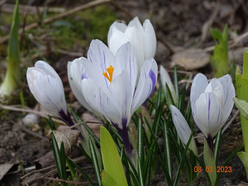 crocus Jeanne d'Arc - Primavara 2023