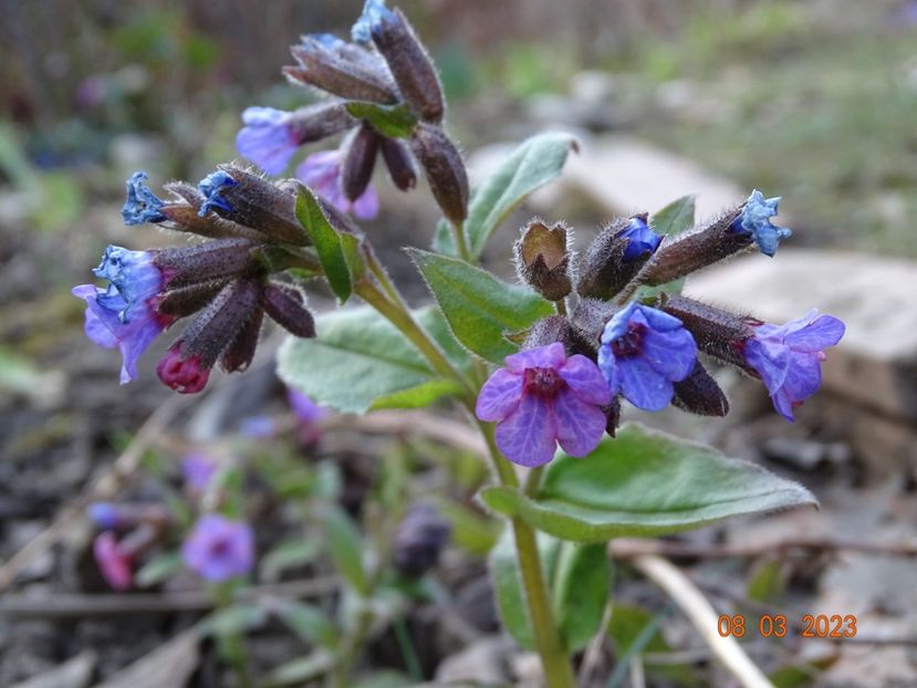 pulmonaria officinalis - Primavara 2023
