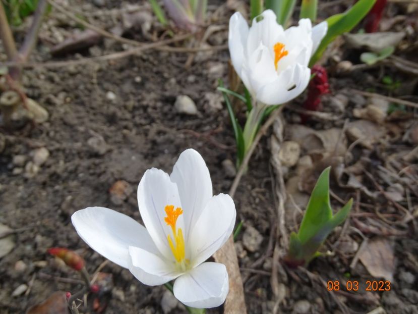 crocus Jeanne d'Arc - Primavara 2023