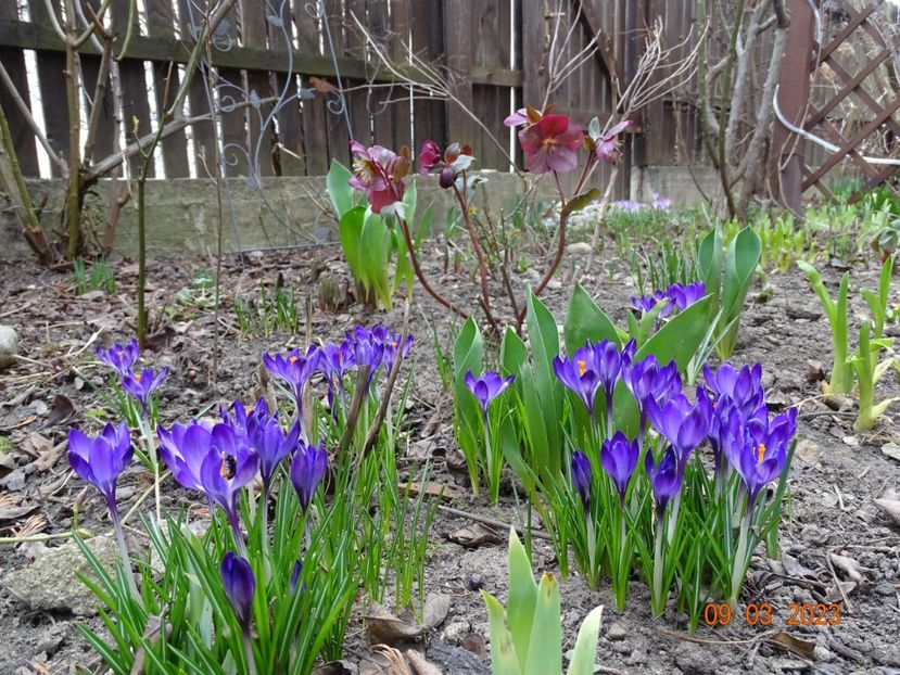 crocus Ruby Giant - Primavara 2023