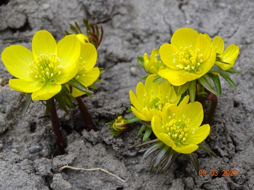 eranthis cilicica - Primavara 2023