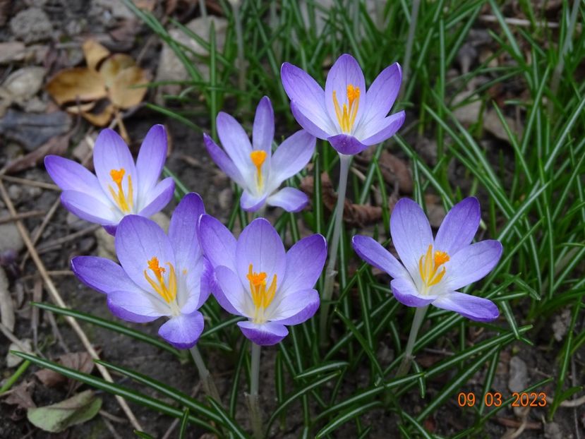 crocus Firefly - Primavara 2023