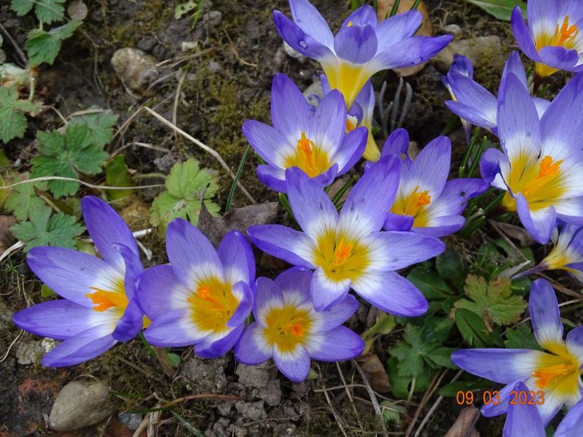 crocus Tricolor - Primavara 2023