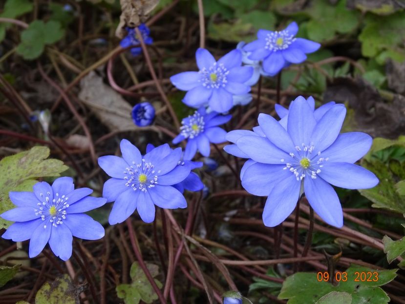 hepatica transsilvanica - Primavara 2023