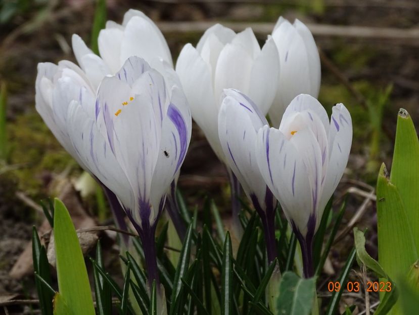 crocus Jeanne d'Arc - Primavara 2023