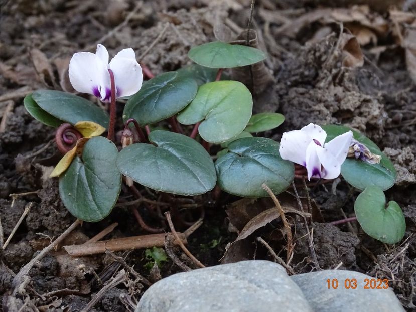 cryclamen coum Album - Primavara 2023