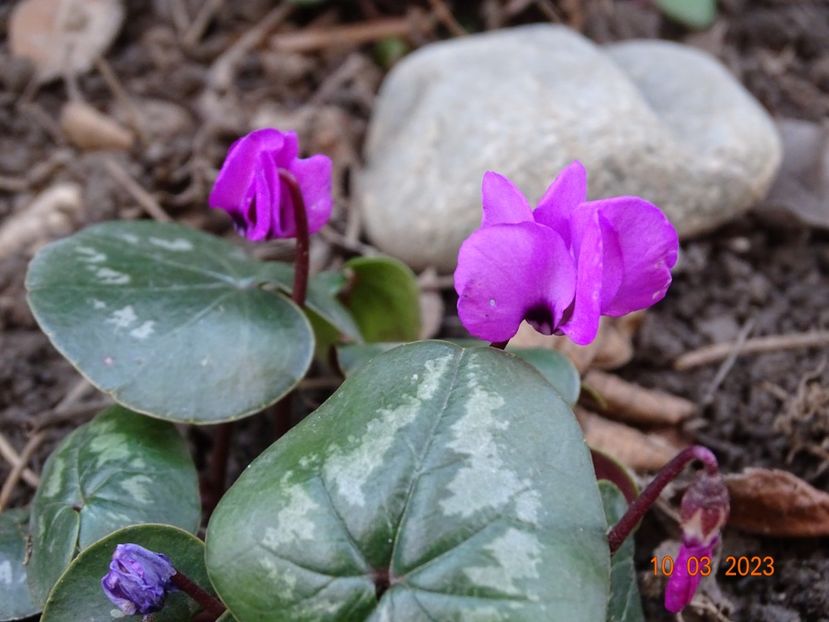 cyclamen coum Rubrum - Primavara 2023