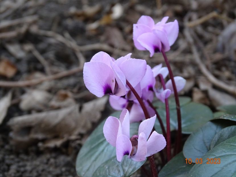 cyclamen coum Pink - Primavara 2023