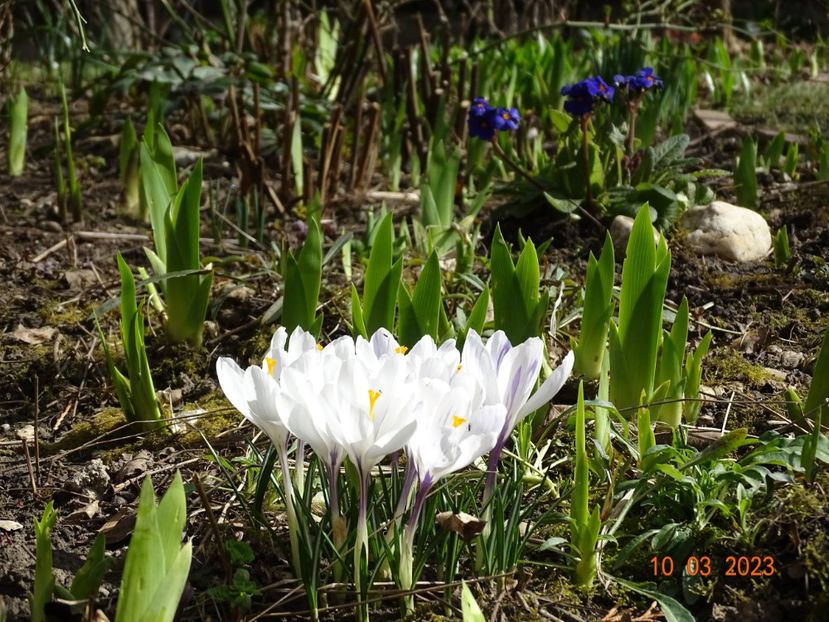 crocus Jeanne d'Arc - Primavara 2023