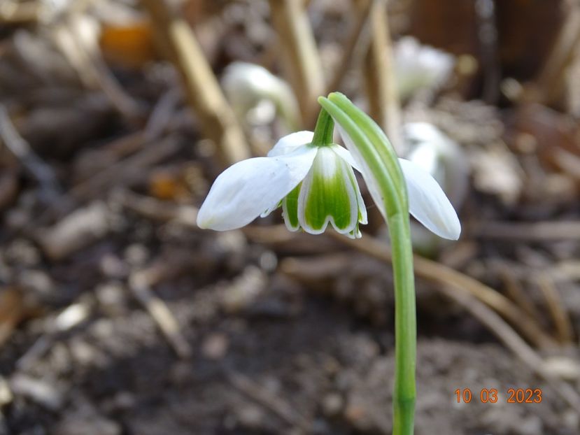 galanthus Hippolyta - Primavara 2023
