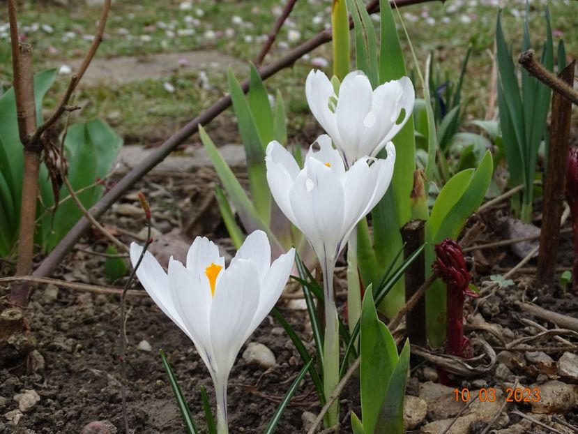 crocus Jeanne d'Arc - Primavara 2023