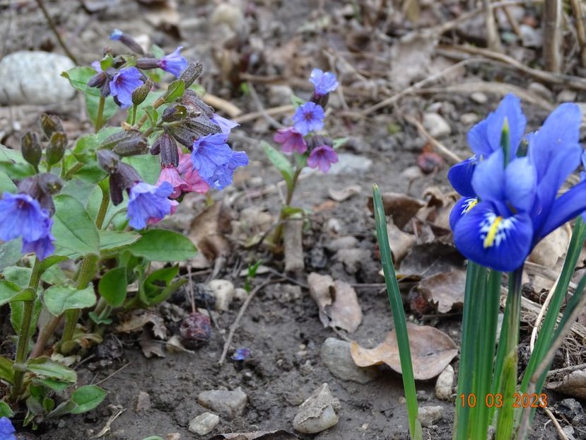 pulmonaria officinalis - Primavara 2023