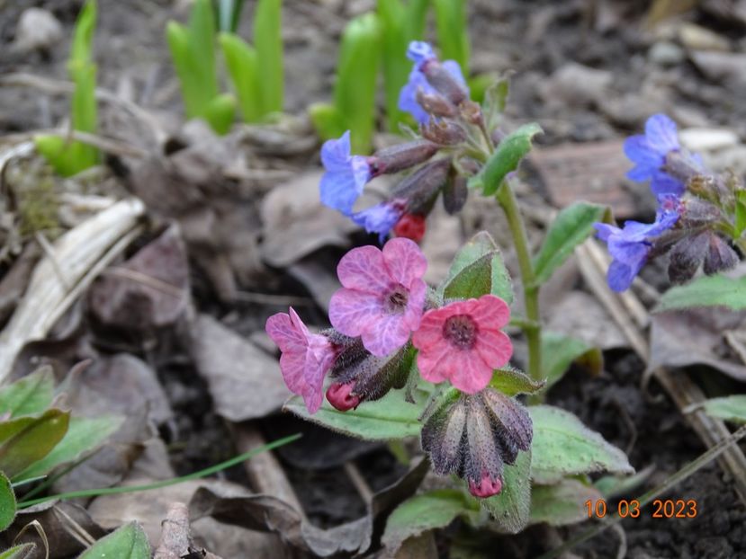 pulmonaria officinalis - Primavara 2023